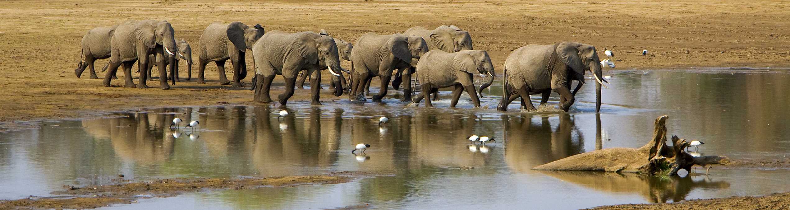 Safari Club Holidays & Tours - elephants