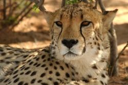 Safari Club Region - Namibia Okonjima