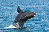 Safari Club Tours - South Africa whale