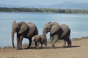 Safari Club - Tanzania Selous Elephants