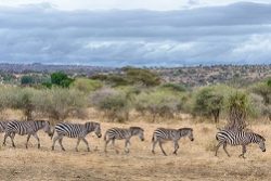 Safari Club Region - Tanzania Tarangire Zebra