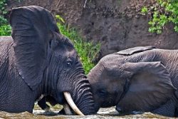 Safari Club Region - Uganda Queen Elizabeth National Park male elephants