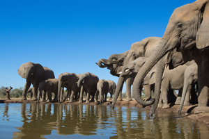 Safari Club - Best_of_Botswana_Parks