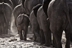 Safari Club - Elephant_Trails-
