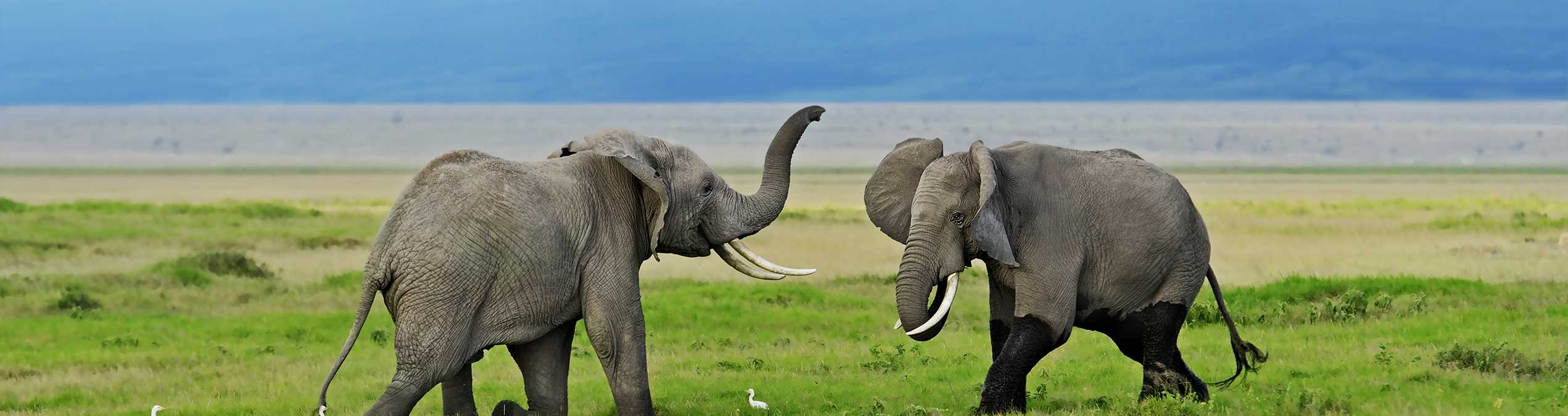 Safari Club - Kenya_Amboseli