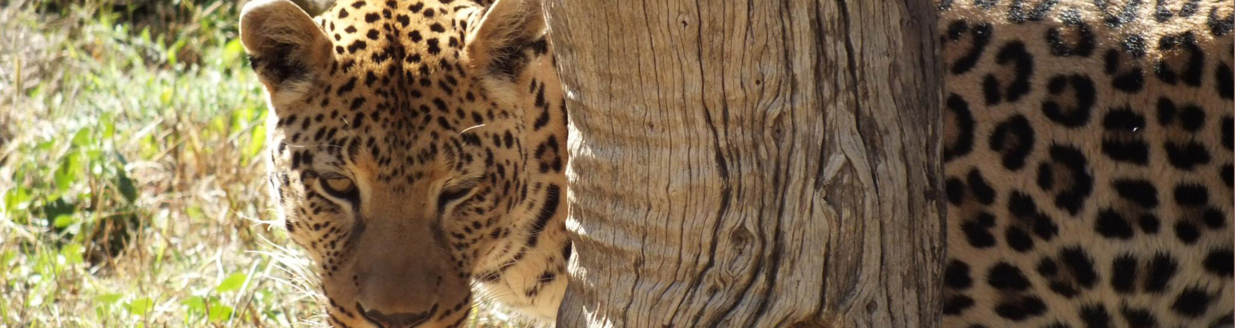 Safari Club - Namibia_Okonjima_Africat_Leopard