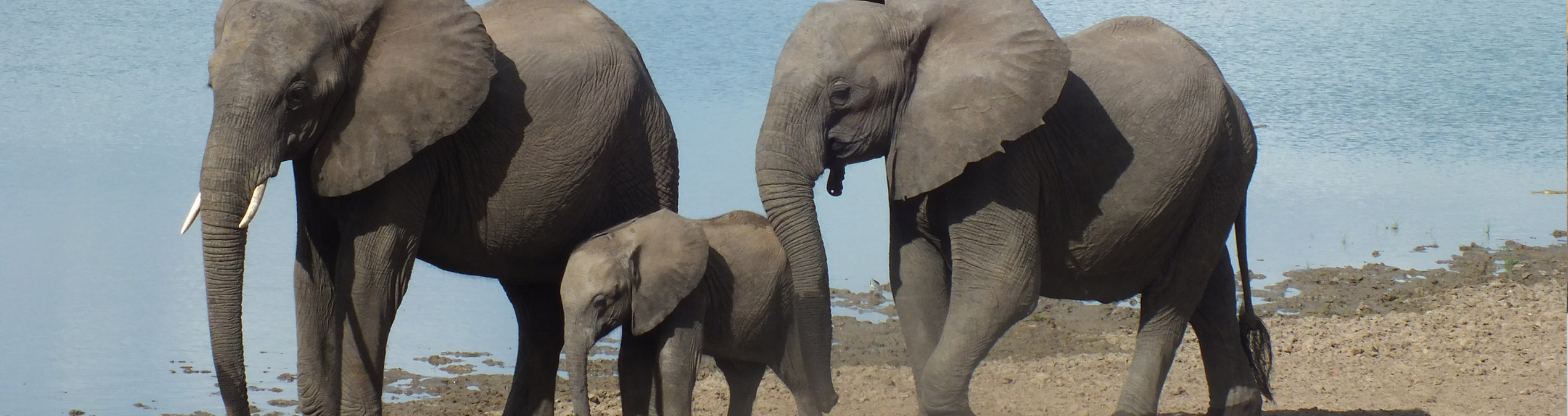 Safari Club - Selous_Elephants