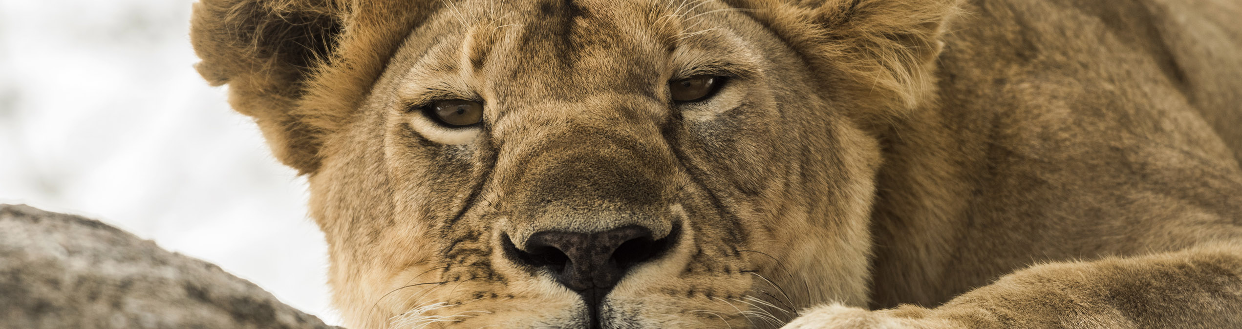 Safari Club - Serenegeti_Lioness