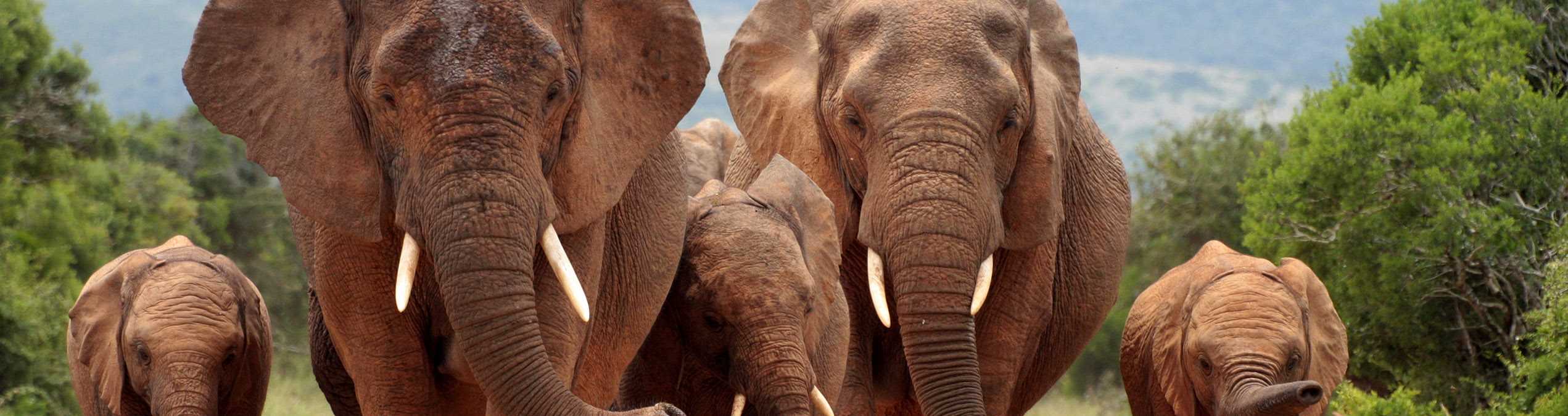 Safari Club - South_Africa_Eastern_Cape_Addo_Elephant_Park