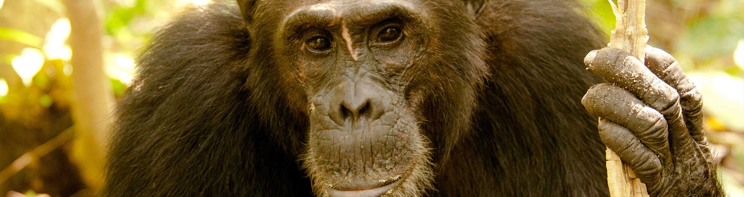 Safari Club - Tanzania_Mahale_Mouontains_Chimpanzee