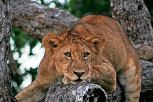 Safari Club Tours - The_Explorers_Safari_to_Southern_Tanzania