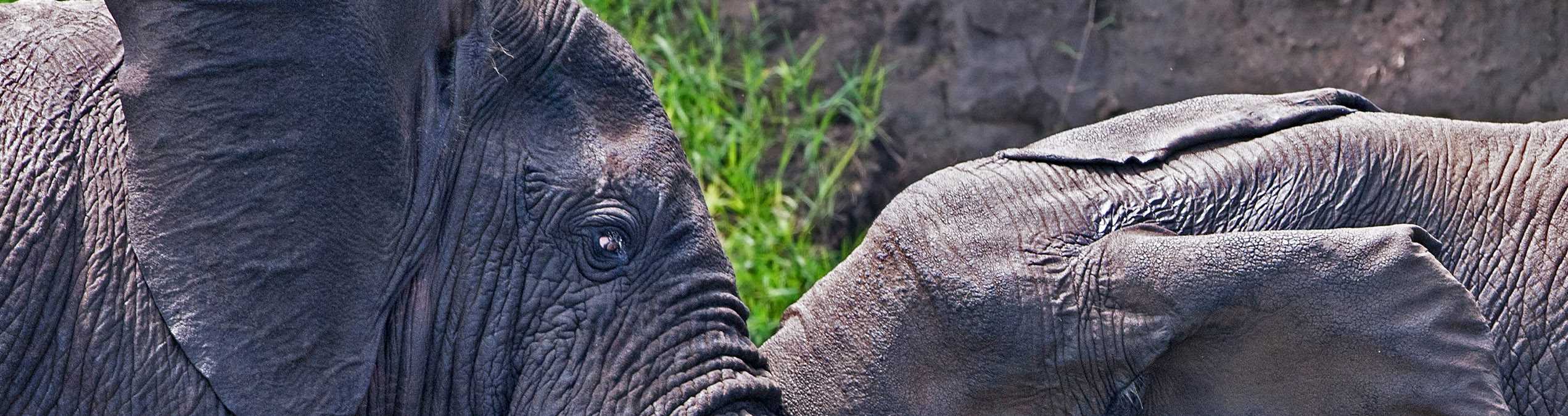 Safari Club - Uganda_Queen_Elizabeth_National_Park_Kazinga_Channel_Bull_Elephants