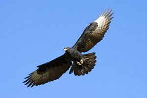 Safari Club - The Black Eagle Safari