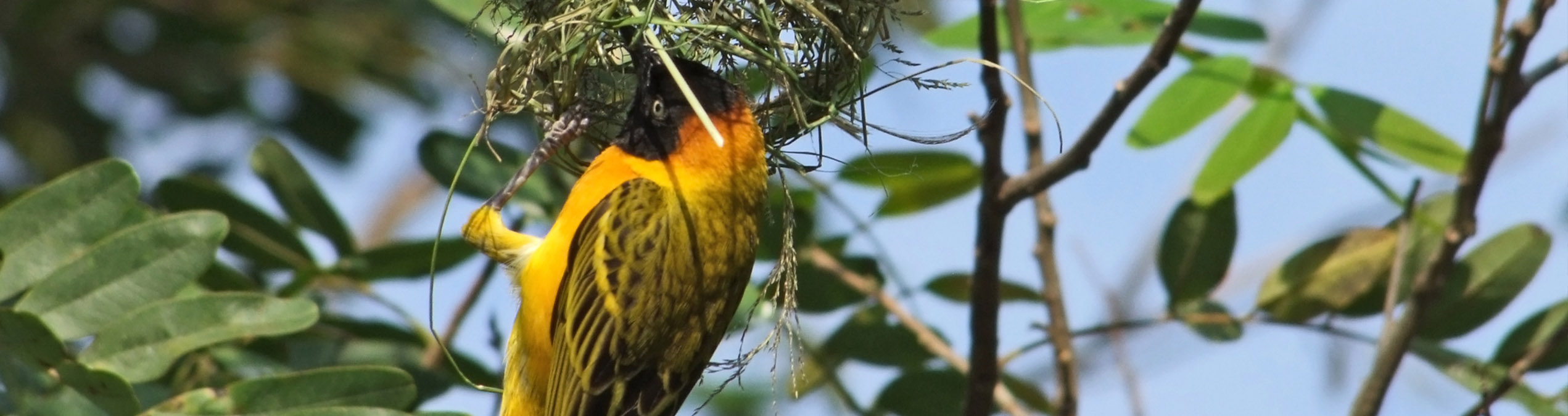 Safari Club - Uganda Semuliki National Park weaver bird