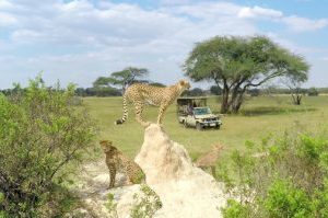 Safari Club Tours - Zambezi Explorer