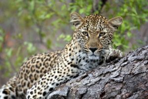 Safari Club - Pride of Kruger