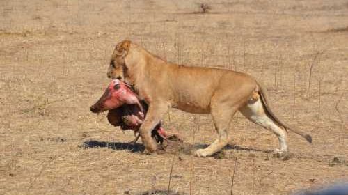 Safari Club - Lion with kill South Luangwa