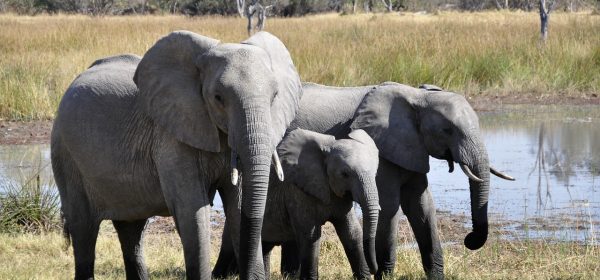 Safari Club - Elephants in 3 sizes