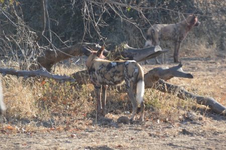 African Painted Dogs South Luangwa