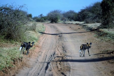 African wild dogs crossing road Laikipia Plateau