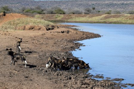 African wild dogs drinking Laikipia Plateau