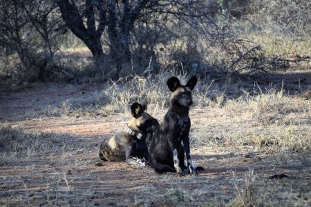 African wild dogs in shade Laikipia Plateau