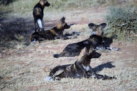 African wild dogs Laikipia Plateau