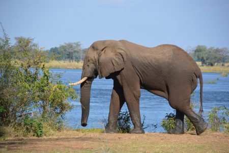 Big bull elephant Lower Zambezi