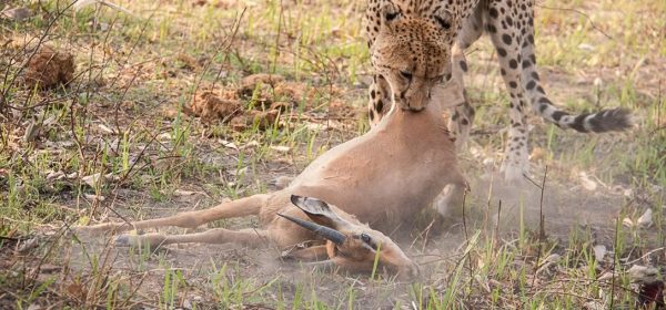 Safari Club - Botswana Kwara cheetah