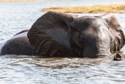 Safari Club Region - Botswana Mashatu Game Reserve elephant in river
