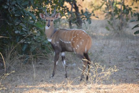 Bushbuck stag South Luangwa