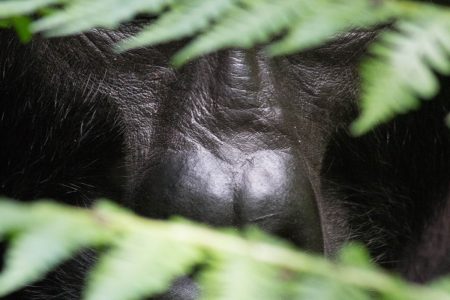 Bwindi gorilla hiding