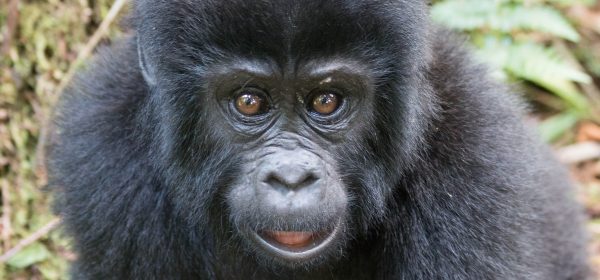 Safari Club - Bwindi young gorilla 2