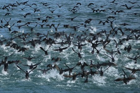 Cape cormorants take flight