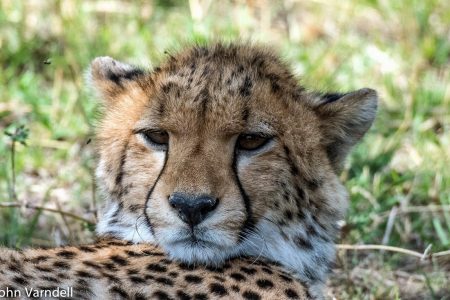 Cheetah in Manyara