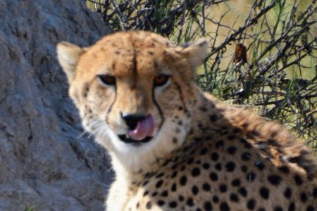 Safari Club Tours - Cheetah Savuti Marsh