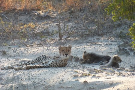 Cheetah with cubs Limpopo