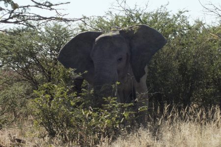 Elephant of Namibia