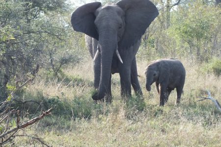 Elephant with calf Limpopo