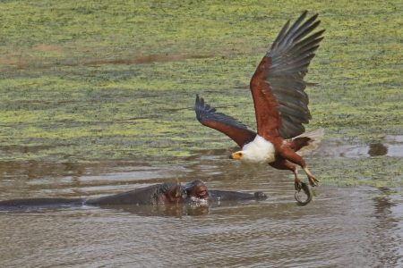 Fish eagle showing off in Timbavati