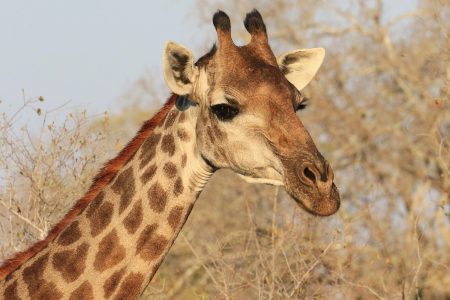 Giraffe at Timbavati