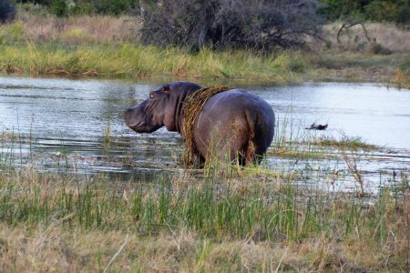 Hippo Okavango Delta