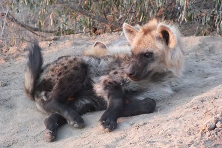Hyena pup Limpopo