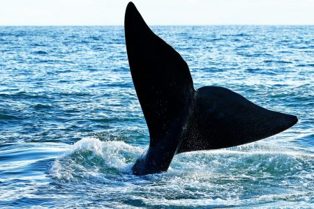 Killer whale (orca) waving tail