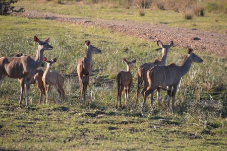 Kudu family South Luangwa