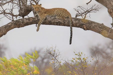 Leopard in tree Timbavati