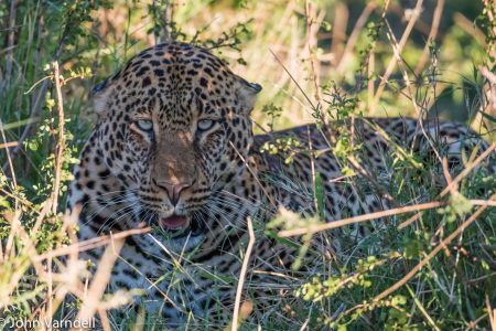 Leopard resting in Serengeti