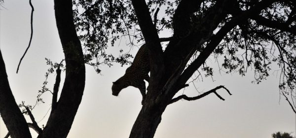 Safari Club - Leopard silhouette Machaba