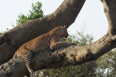 leopard up a tree