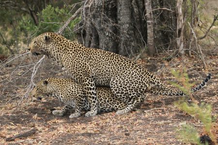 Leopards mating Timbavati